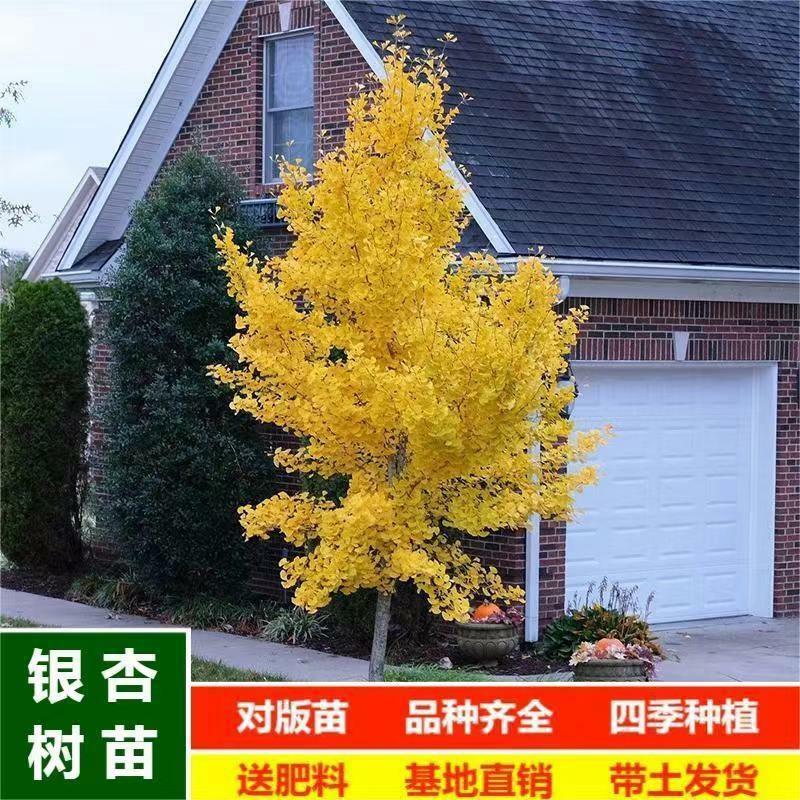 Mudas De Ginkgo Biloba, Árvores Vivas De Ginkgo Para Jardins E Vilas, Plantas De Paisagismo, Árvores De Calçada, Grandes Árvores De Ginkgo, Cultivo No Norte E Sul.  |   Muda Muda Muda