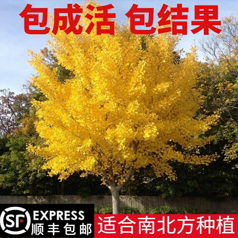 Mudas De Ginkgo Biloba, Árvores Vivas Para Jardinagem Em Vilas, Plantas De Paisagismo, Árvores De Calçada, Ginkgo Grande, Cultivo No Norte E No Sul.  |   Muda Muda Muda