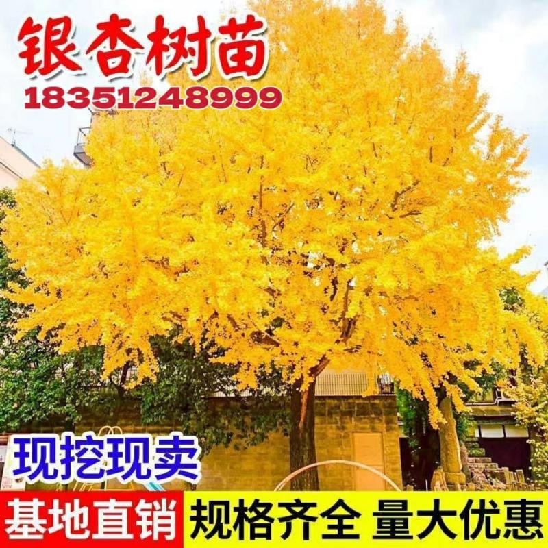 Mudas De Ginkgo Biloba, Mudas De Árvore De Ginkgo, Plantas Para Jardinagem Em Quintais, Árvores De Calçada, Mudas Pequenas De Ginkgo, Grandes Árvores, Cultivo No Norte E No Sul.  |   Muda Muda Muda