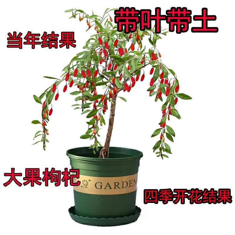 Mudas De Goji Frescas De Ningxia Para Cultivo Em Vasos, Árvores Frutíferas Para Varandas E Jardins, Plantas De Bonsai E Sementes De Flores.  |   Muda Muda Muda