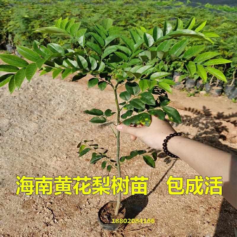 Mudas De Hainan Huanghuali, Plantas Raras E Valiosas, Mudas De Madeira Huanghuali, Sempre-Verde Para O Jardim, Santalum Album, Plantas Autênticas E Preciosas.  |   Muda Muda Muda