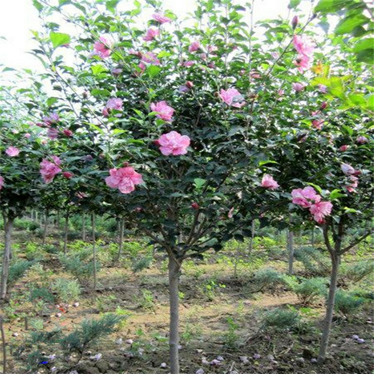 Mudas De Hibisco De Flores Dobradas, Cultivo Em Vasos E No Solo, Ideal Para Jardinagem No Sul E No Norte, Plantas Resistentes À Seca Para Embelezar O Jardim.  |   Muda Muda Muda