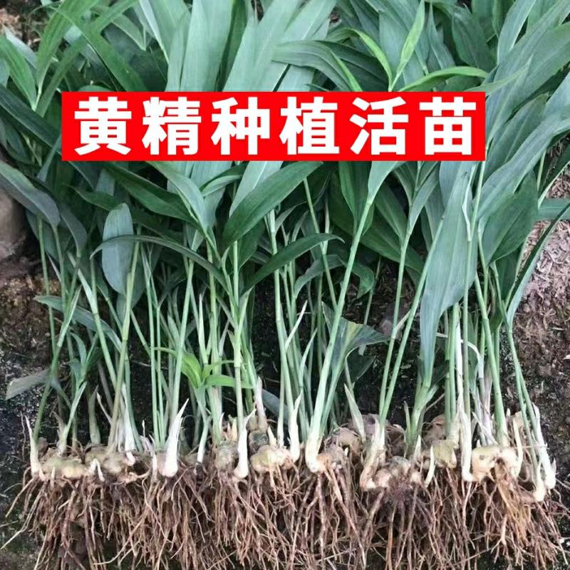 Mudas De Huangjing, Mudas De Alta Estatura E Flores Múltiplas, Tipo Gengibre, Mudas Perenes De Huangjing, Mudas De Huangjing Com Cabeça De Galinha.  |   Muda Muda Muda