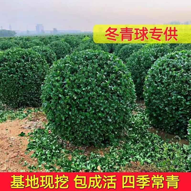 Mudas De Ilex, Plantas Resistentes Ao Frio, Buxo De Folhas Grandes Em Forma De Bola Para Jardins, Vilas E Cercas Verdes.  |   Muda Muda Muda