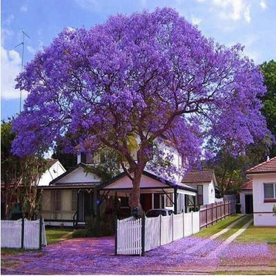 Mudas De Jacarandá, Árvores Preciosas Para Jardins E Paisagismo, Cultivo No Sul, Ornamental, Flamboyant.  |   Muda Muda Muda