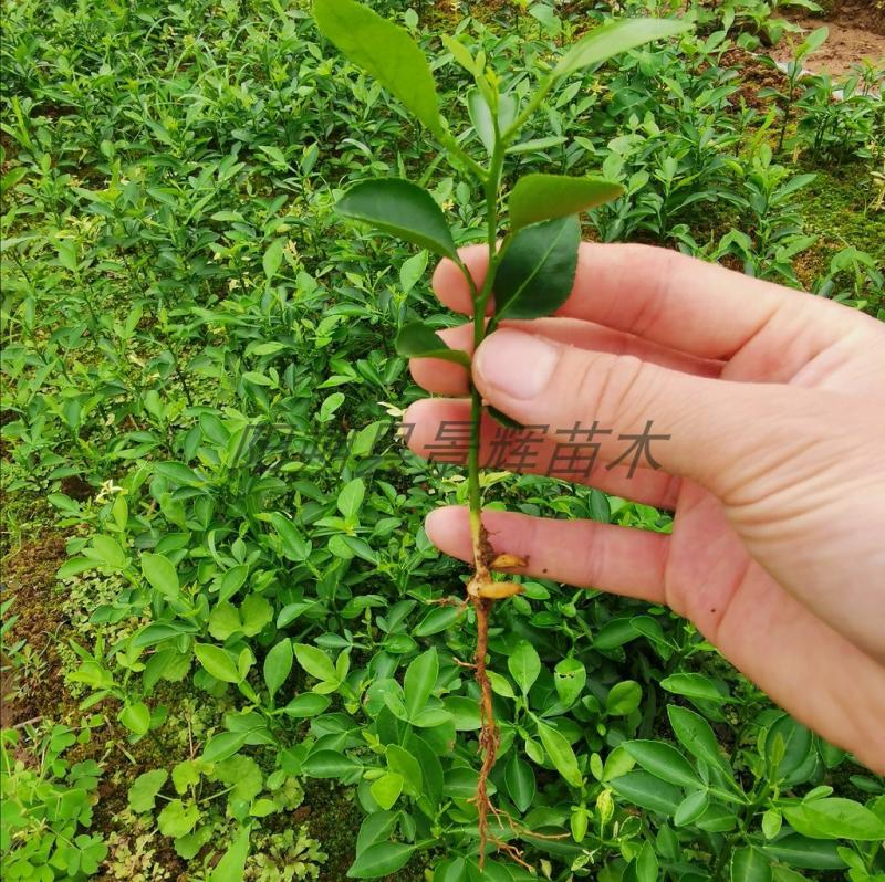 Mudas De Laranja Amarga, Mudas De Folhas Grandes, Mudas De Laranja Amarga Em Crescimento Vertical, Porta-Enxertos De Citros, Enxertos De Tangerina, Mudas De Porta-Enxerto Com Frete Grátis.  |   Muda Muda Muda