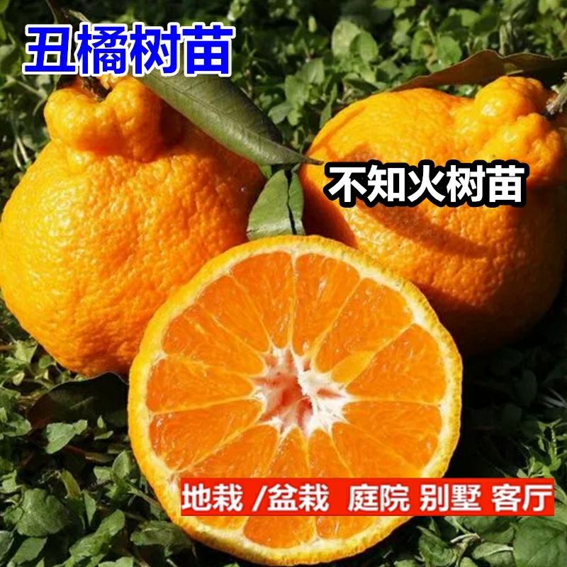 Mudas De Laranja Feia De Sichuan, Mudas De Laranja “Buzhi Huo”, Mudas De Laranja Feia, Mudas De Laranja “Chou Baguai”, Mudas De Tangerina “Chun Jian Pa Pa Gan”, Mudas De Laranjeira.  |   Muda Muda Muda