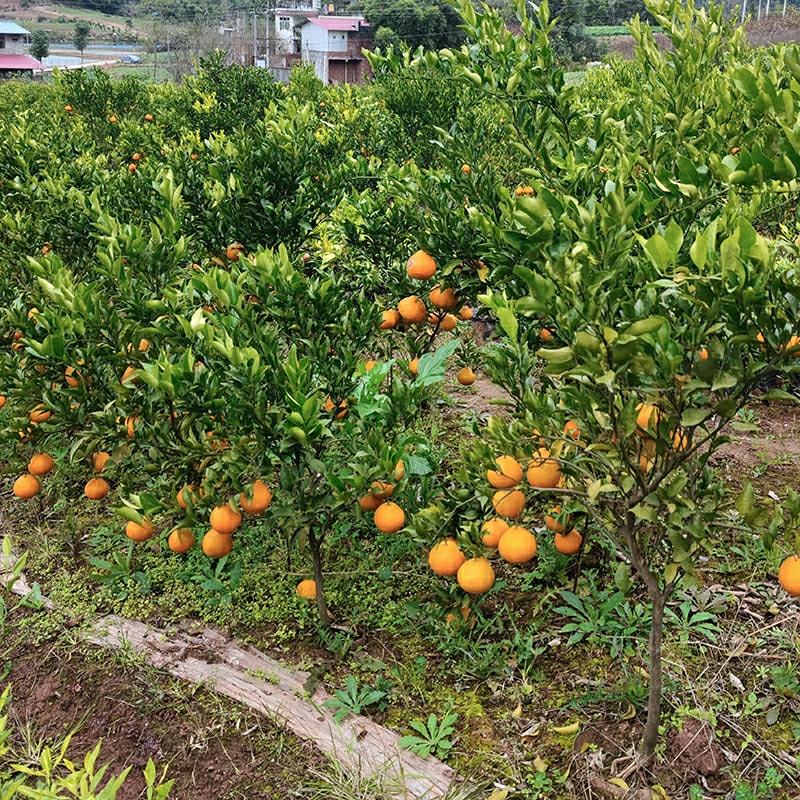 Mudas De Laranja Papo-De-Peixe Com Enxerto Em Terra, Mudas De Citros Da Província De Sichuan, Mudas Para Vasos E Plantio Direto, Mudas De Árvores Frutíferas.  |   Muda Muda Muda