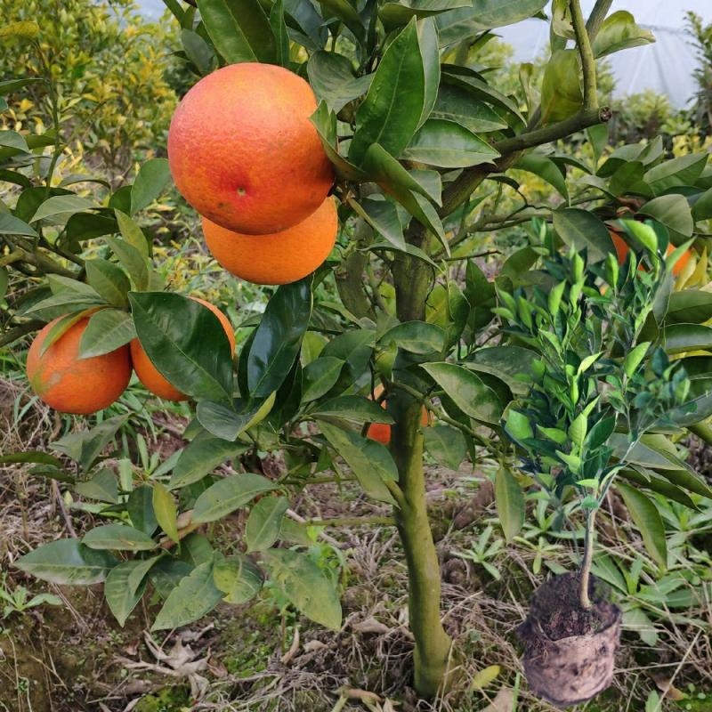 Mudas De Laranja Sangue Tarô, Mudas Enxertadas, Zizhong, Sichuan, Mudas De Frutíferas, Laranja Navel De Gannan, Chengsen  |   Muda Muda Muda