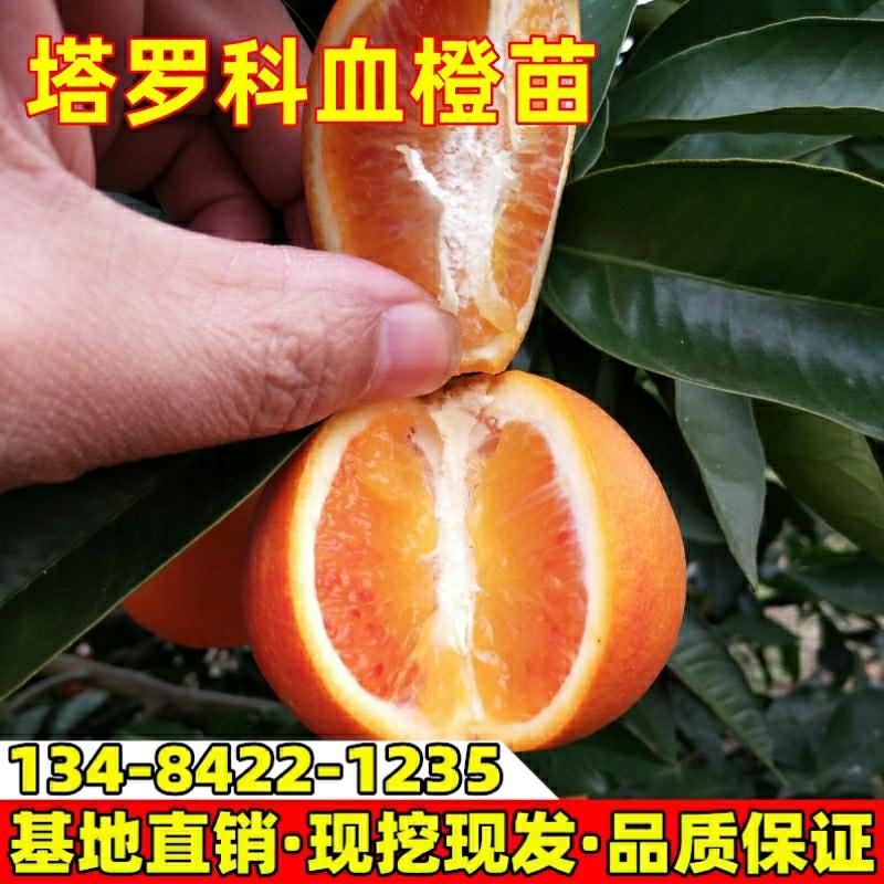 Mudas De Laranja Tarocco, Laranja Sangue Para Plantio No Jardim, Frutíferas Para Varanda, Mudas De Laranja Navel Enxertadas, Frutos No Mesmo Ano.  |   Muda Muda Muda