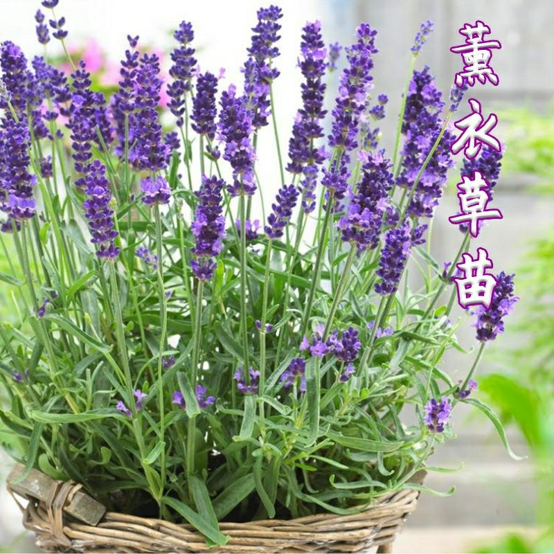 Mudas De Lavanda De Provence, Plantas De Pelargonium, Sementes De Erva-Cidreira, Sementes De Flores Para Vasos De Varanda, Repelente De Mosquitos.  |   Sementes De Plantas Sementes De Plantas Sementes De Plantas