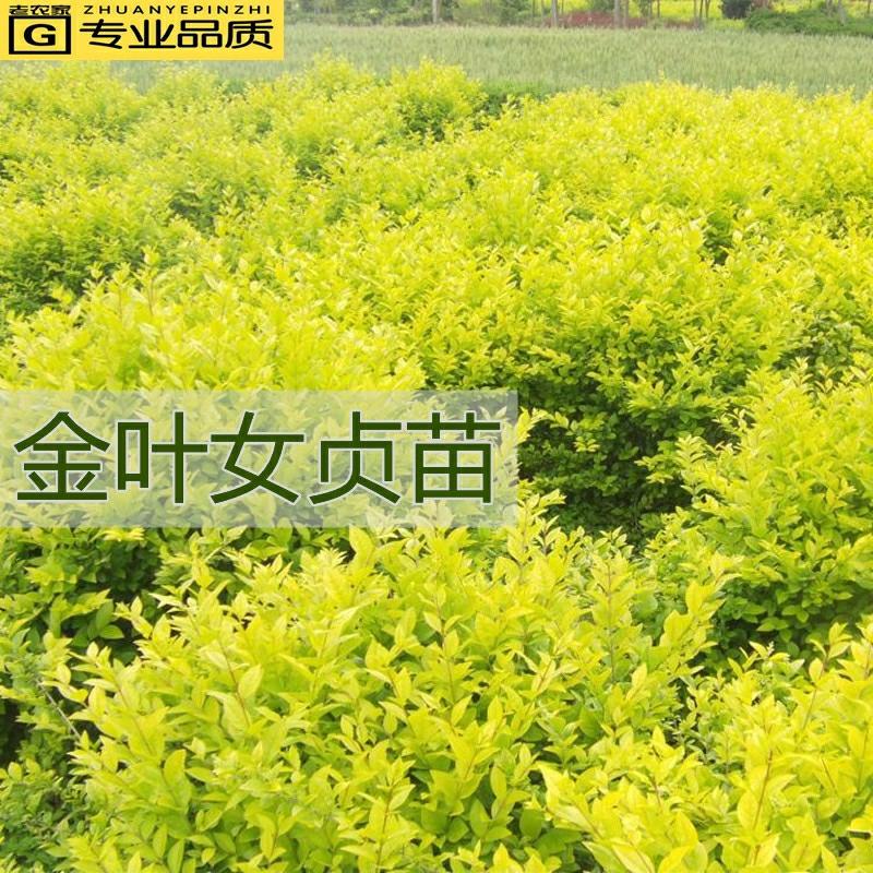 Mudas De Ligustrum Para Jardinagem Em Áreas Residenciais – Ligustrum Sempre-Verde De Folhas Amarelo-Esverdeadas.  |   Muda Muda Muda