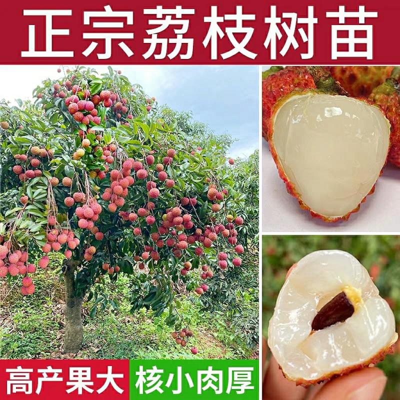 Mudas De Litchi Guangdong, Variedade Guiwei Feizixiao, Litchi Sem Caroço, Mudas Enxertadas Com Terra E Folhas, Cultivo No Sul, Frutificação No Mesmo Ano.  |   Muda Muda