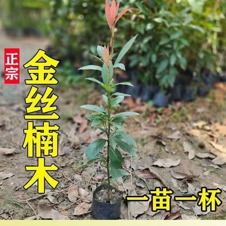 Mudas De Madeira De Ouro De Sichuan, Autênticas, Pequenas Folhas De Árvore De Zhen Nan, Mudas De Árvores Nobres, Paisagismo De Pátio, Plantas Em Vaso Sempre Verdes Durante As Quatro Estações.  |   Muda Muda Muda