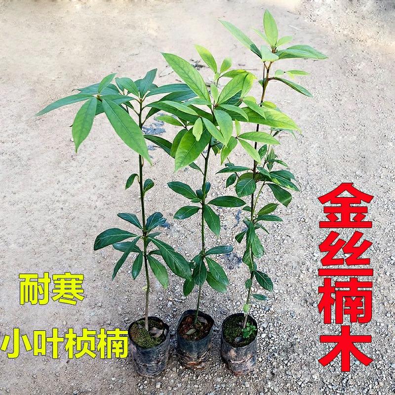 Mudas De Madeira De Sândalo Dourado, Autênticas Do Sichuan, Pequenas Folhas De Zhen Nan, Plantas Valiosas Para Jardinagem, Árvores Grandes Para Plantio Em Solo Ou Em Vasos, Sempre-Verdes.  |   Muda Muda Muda