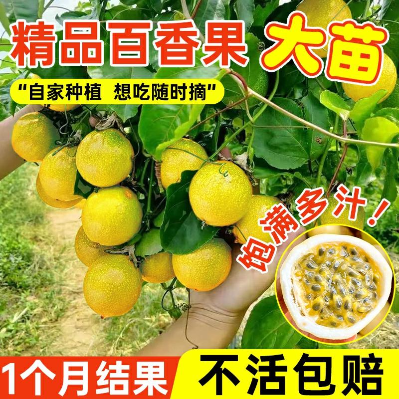 Mudas De Maracujá Doce Puro De Guangxi, Mudas De Árvore Dourada Doce Puro Para Cultivo Em Vasos No Jardim, Frutificação No Mesmo Ano, Com Terra, Disponível Durante Todas As Estações.  |   Muda Muda Muda