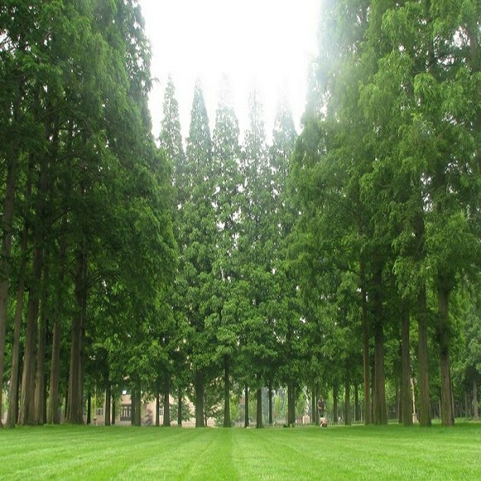 Mudas De Metasequoia, Conhecida Como Fóssil Vivo, Metasequoia, Mudas De Metasequoia, Árvores De Abeto, Mudas De Abeto.  |   Muda Muda Muda