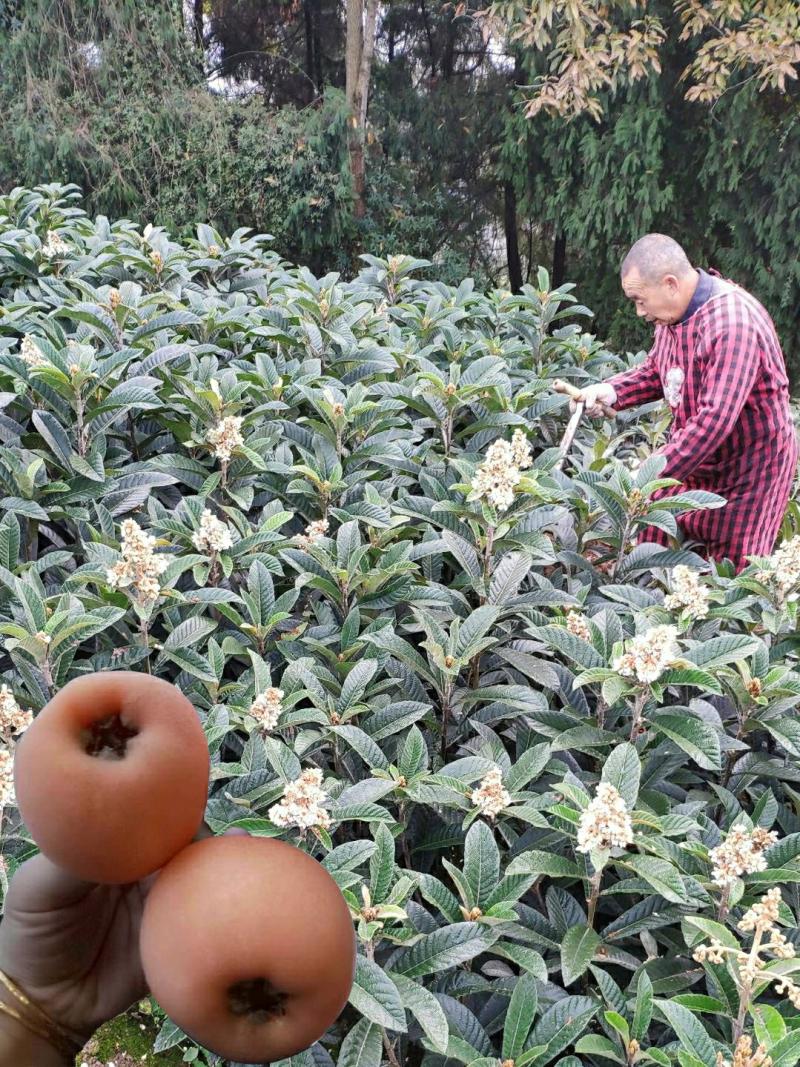 Mudas De Nêspera Gigante, Enxertadas Com Frutos Extra Grandes, Mudas De Nêspera De Sichuan Para Plantio Em Vaso Ou Em Solo.  |   Muda Muda Muda