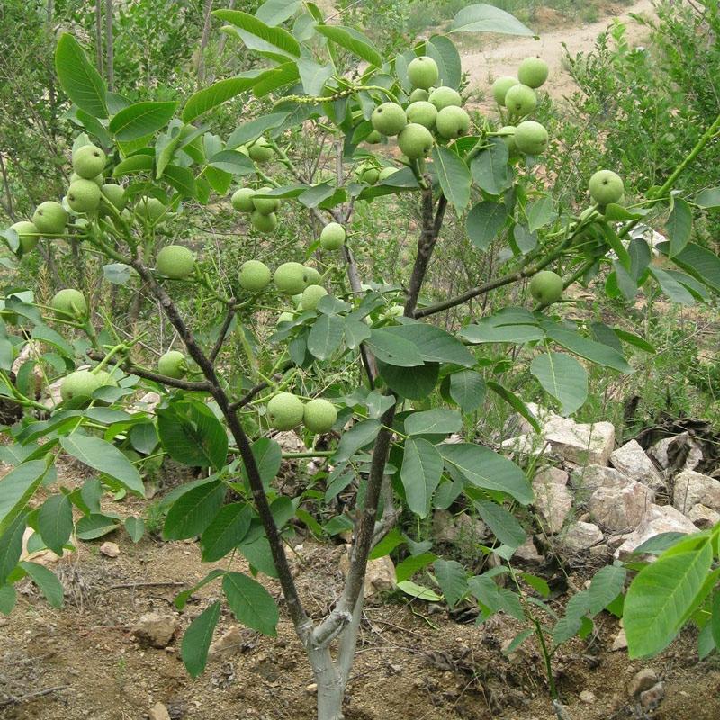 Mudas De Nogueira, Enxertos Em Vaso, Cultivo Em Solo, Nozes De Macaco Americano, Cultivo De Variedades Para O Sul E Norte, Mudas De Nogueira Para Jardins.  |   Muda Muda Muda