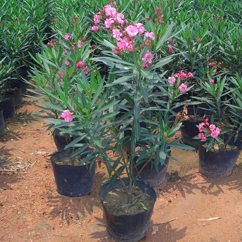 Mudas De Oleandro Em Vaso, Plantas De Paisagismo Para Jardins, Oleandro Em Vaso, Plantas Verdes, Oleandro De Folhas De Salgueiro, Oleandro Para Cercas Vivas.  |   Muda Muda Muda