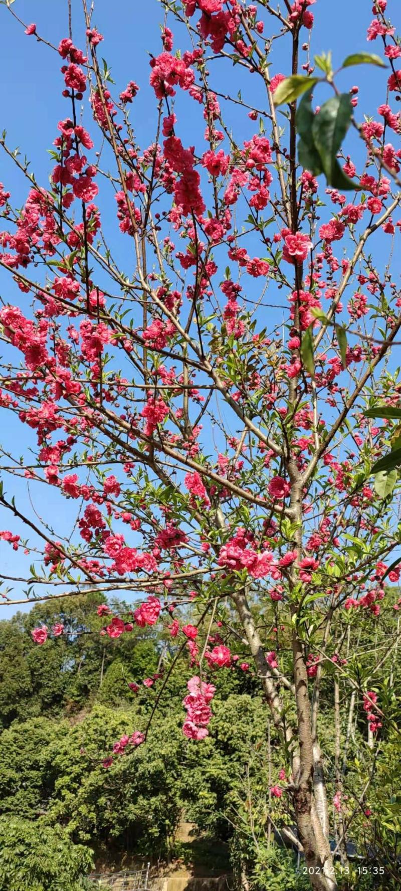 Mudas De Pessegueiro Enxertadas, Flores Em Um Esplendor Vibrante De Vermelho, Ideais Para Cultivo Em Vasos E Em Jardins Para Embelezar O Ambiente.  |   Muda Muda Muda