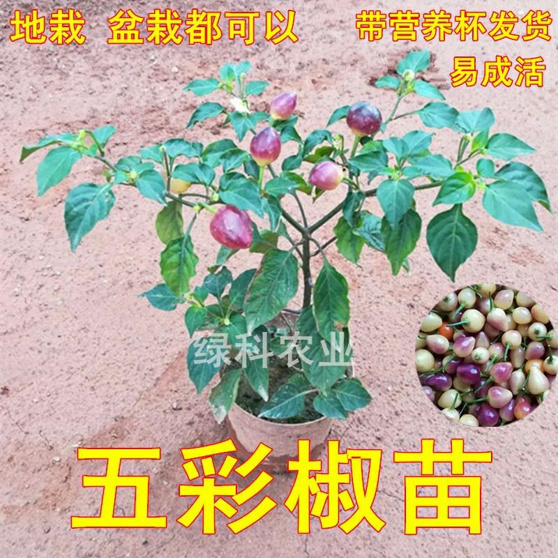 Mudas De Pimenta Lanterninha De Pimenta Colorida De Guangxi – Pimenta Picante, Mudas De Pimenta Em Conserva, Plantio Em Vasos Para Jardim, Cultivo De Quatro Estações Com Terra.  |   Sementes De Plantas Sementes De Plantas Sementes De Plantas