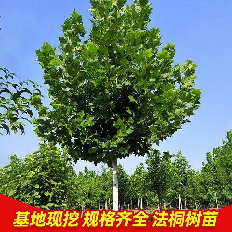 Mudas De Plátano Francês, Plátano De Sombra, Árvores Grandes, Paisagismo De Jardim, Árvores Para Calçadas, Arborização Urbana, Mudas De Verde Da China, Plátano Chinês.  |   Muda Muda Muda