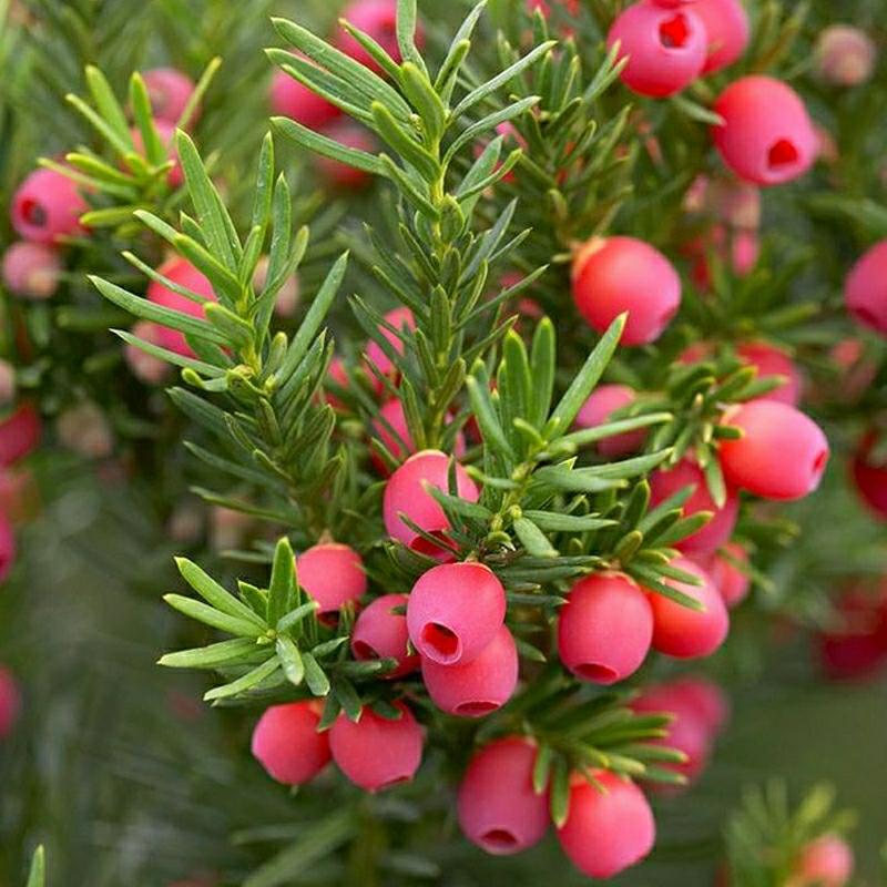 Mudas De Taxus, Bonsai Autêntico De Manchúria, Grandes Plantas Para Interiores, Plantas Verdes Para Sala De Estar, Absorvem Formaldeído.  |   Muda Muda Muda