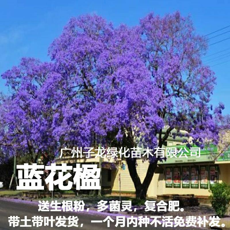 Mudas Raras E Valiosas De Jacarandá Azul Para Jardins De Vilas, Árvores Floridas, Plantas De Flamboyant, Paisagismo Ao Ar Livre, Árvores De Paisagem Para Plantio Em Solo.  |   Muda Muda Muda