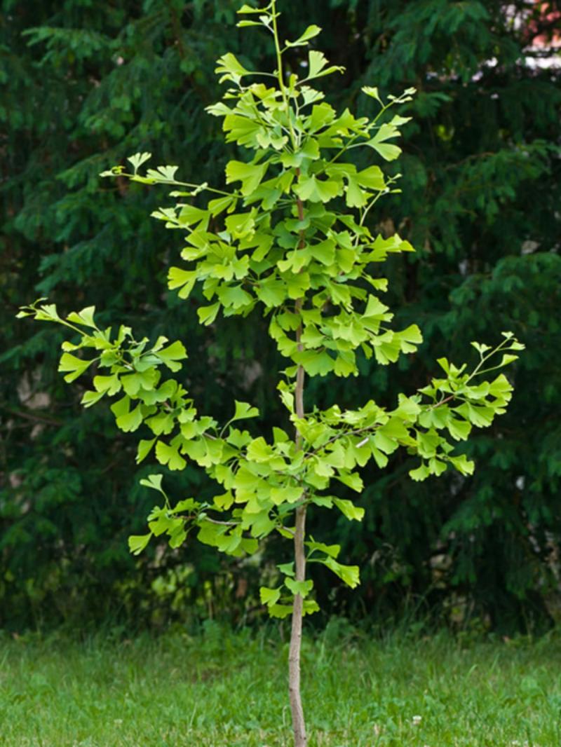 Mudas Vivas De Ginkgo, Árvores De Ginkgo Para Paisagismo Em Pátios, Árvores De Calçada De Folhas Douradas, Mudas De Ginkgo De Diferentes Tamanhos, Plantio No Norte E No Sul.  |   Muda Muda Muda