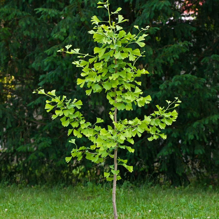 Mudas Vivas De Ginkgo, Árvores De Ginkgo Para Paisagismo Em Quintais, Árvores De Calçada, Mudas De Ginkgo De Folhas Douradas, Plantio No Norte E No Sul.  |   Muda Muda Muda