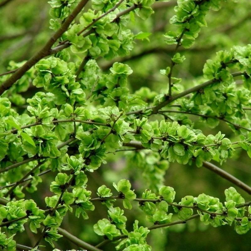 Mudinhas De Árvore De Pátio, Mudas De Ulmeiro, Ulmeiro Comestível, Árvores De Ulmeiro, Material Para Bonsai, Plantio De Ulmeiro.  |   Muda Muda Muda