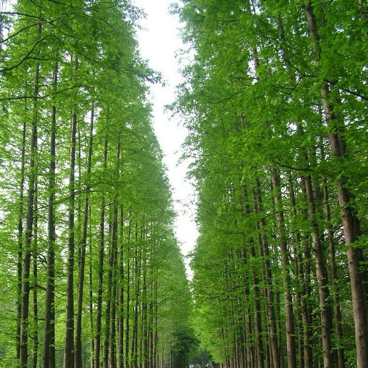 Mudinhas De Metasequoia Para Plantio Em Jardins E Vasos, Pequenas Mudas Para Verdejar Em Ambientes Externos No Sul E Norte.  |   Muda Muda Muda