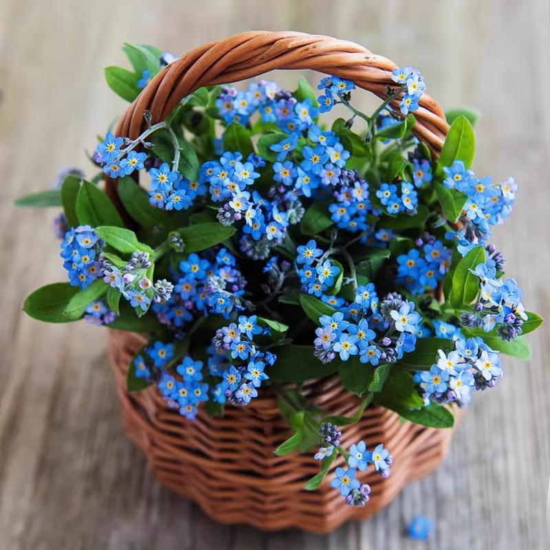 Não Se Esqueça Das Sementes De Flor De Erva-Doce, Que Germinam Ao Entrar Em Contato Com A Terra. Sementes De Flores Para Semear Durante As Quatro Estações, Fáceis De Cultivar Em Vasos E Varandas.  |   Sementes De Plantas Sementes De Plantas Sementes De Plantas