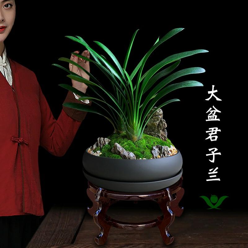 Orquídea De Vaso Para Escritório, Plantas De Interior, Flores Valiosas, Decoração De Entrada, Plantas Verdes Para Sala De Estar, Bonsai De Alto Padrão.  |   Muda Muda Muda