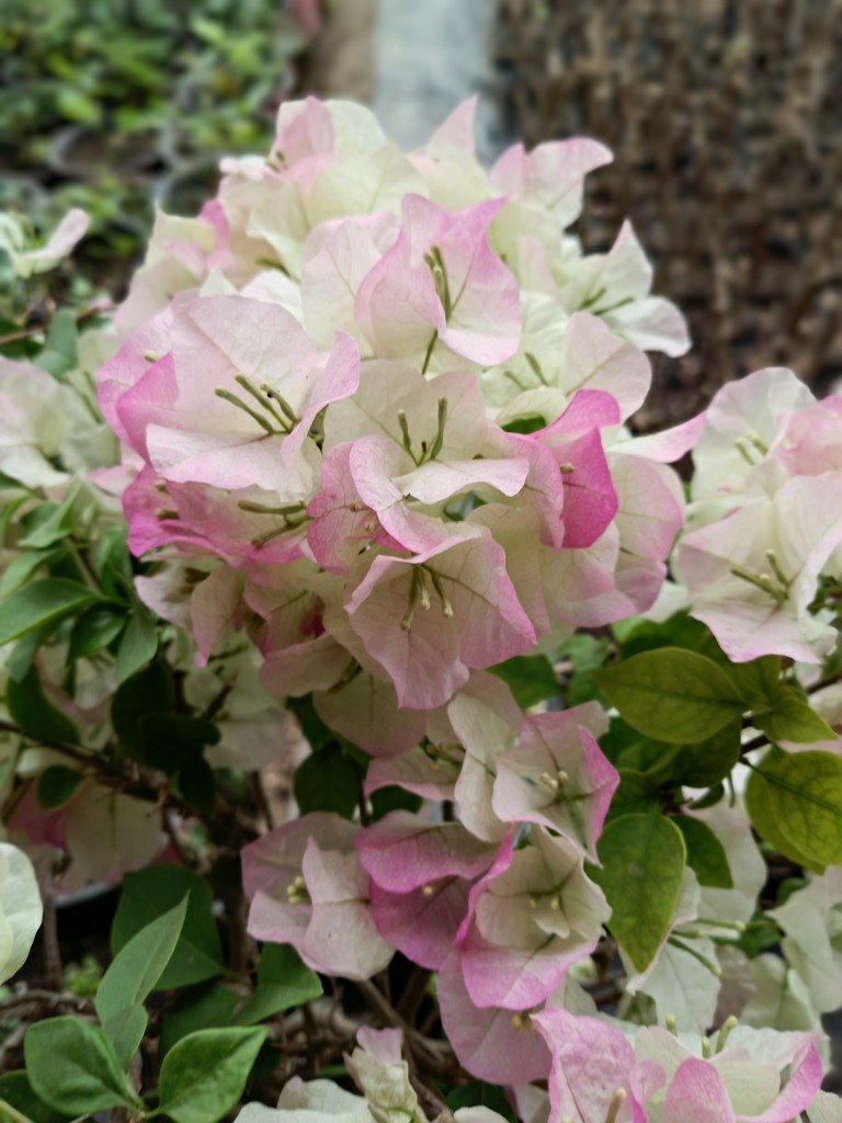 Penteadeira De Bougainvillea Em Vaso Com Flores, Brilho Dourado, Folhas Verdes, Laranja, Verde, Cereja, Roxo De Yunnan, Vermelho De Tong’An, Rosa, Borda Prateada E Coração Dourado.  |   Muda Muda Muda