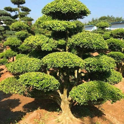 Pequena Árvore De Buxo Em Forma De Arbusto Para Jardim, Tesouro Para Vilas, Resistente Ao Frio, Árvore De Inverno Sempre-Verde, Muda Perene.  |   Muda Muda Muda