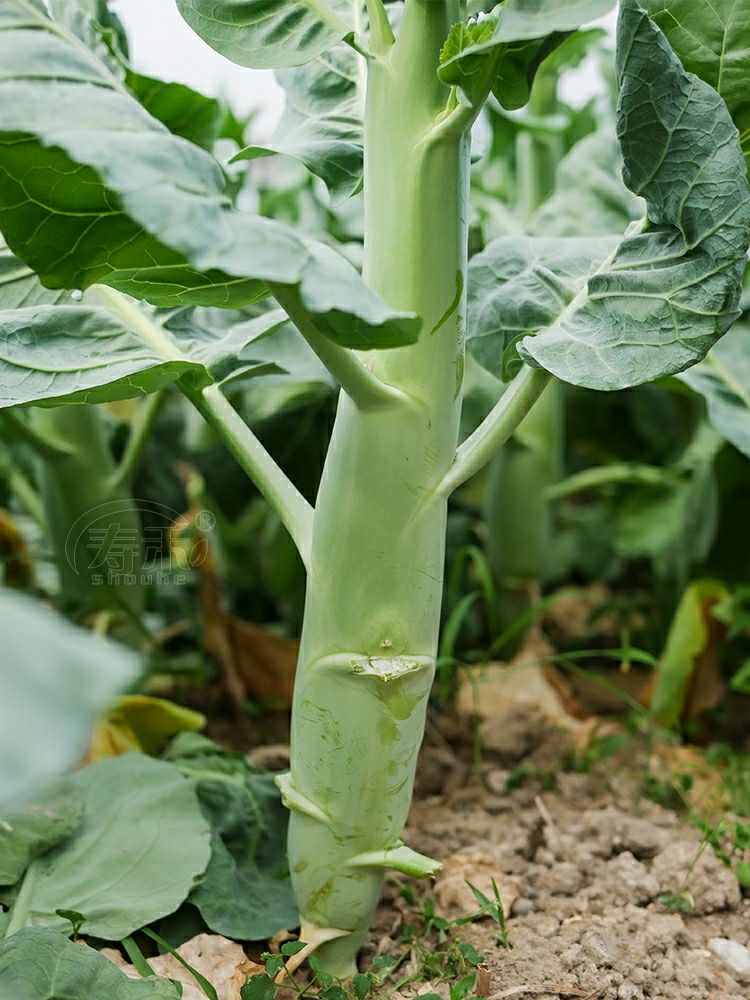 Perninha De Frango Crocante, Sementes De Brócolis, Sementes De Mostarda De Guangdong, Sementes De Legumes De Quatro Estações, Sementes De Legumes De Outono, Sementes De Mostarda.  |   Sementes De Vegetais Sementes De Vegetais Sementes De Vegetais