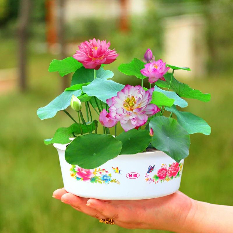 Planta Aquática De Flor De Lótus Em Cultivo Hidropônico, Sementes De Flores, Fácil De Cuidar, Floresce Durante As Quatro Estações, Planta Em Vaso De Água, Lótus E Nenúfar, Plantas Verdes.  |   Sementes De Plantas Sementes De Plantas Sementes De Plantas