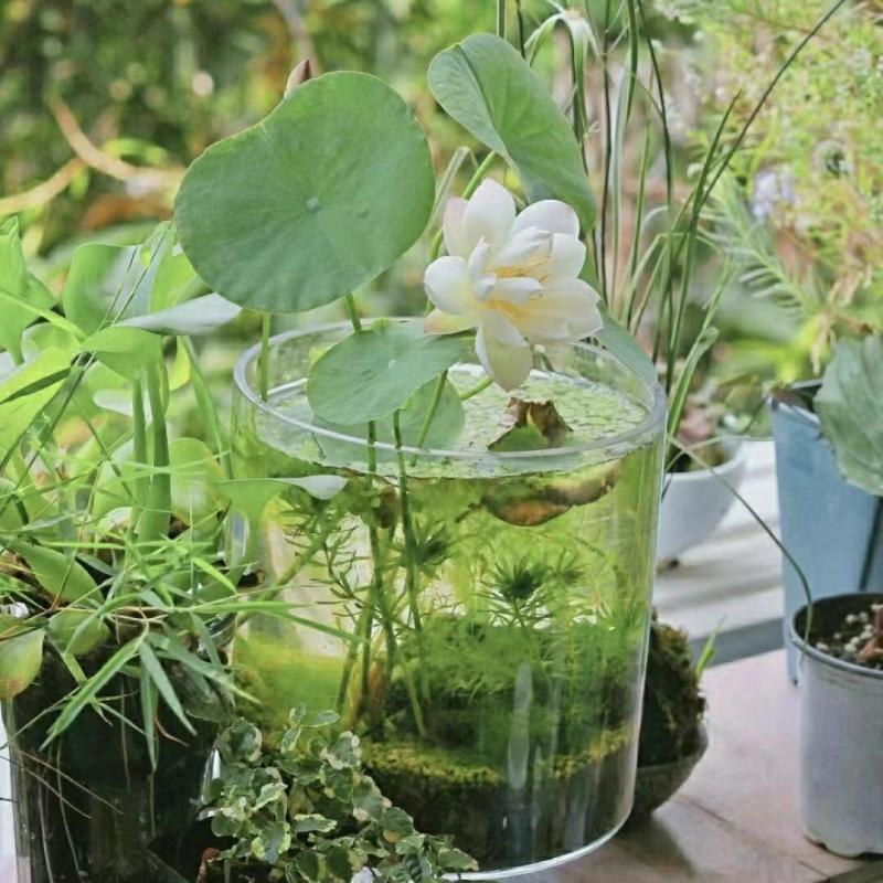 Planta Aquática De Flor De Lótus Em Vaso, Fácil De Cuidar, Florescendo Durante Todas As Estações, Sementes De Lótus Para Cultivo Em Água, Ideal Para Sala De Estar E Jardins Internos.  |   Sementes De Plantas Sementes De Plantas Sementes De Plantas