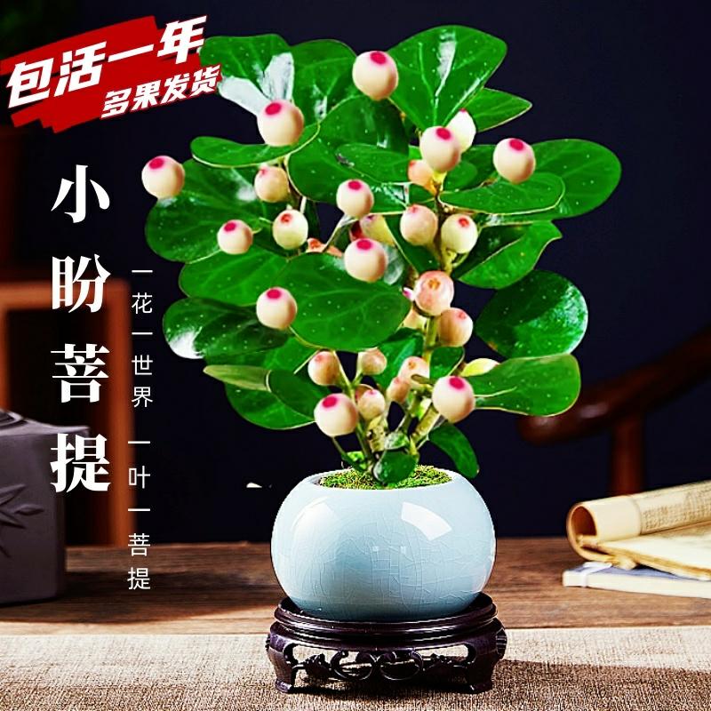 Planta Bonsai De Árvore Bodhi Com Frutos, Sempre Verde Durante As Quatro Estações, Decoração Zen Para Interiores, Ideal Para Mesa De Escritório E Sala De Estar.  |   Muda Muda Muda