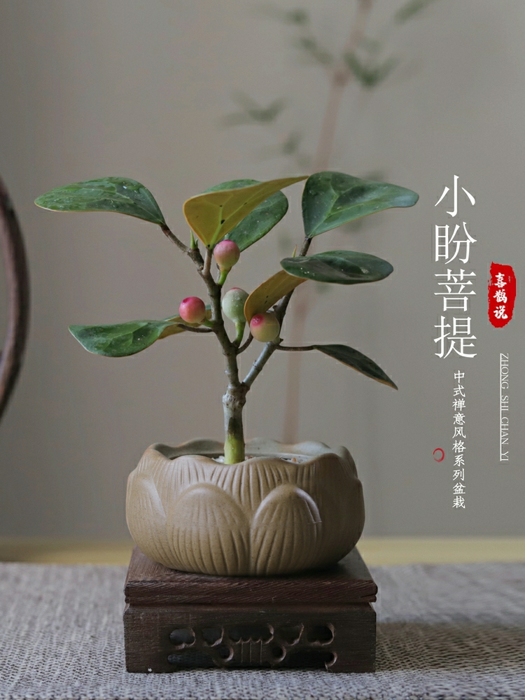 Planta Bonsai De Árvore Bodhi Para Interior, Decoração Zen, Ideal Para Mesa De Escritório, Fácil De Cuidar, Purifica O Ar E Traz Verde Ao Ambiente.  |   Muda Muda Muda