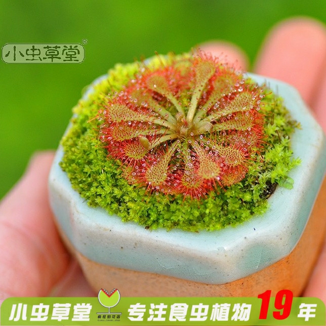 Planta Carnívora Sarracenia – Cultivo Em Vaso De Plantas Insetívoras, Como A Drosera E A Dionaea. Sementes Para Cultivo Interno, Resistentes À Sombra.  |   Sementes De Plantas Sementes De Plantas Sementes De Plantas