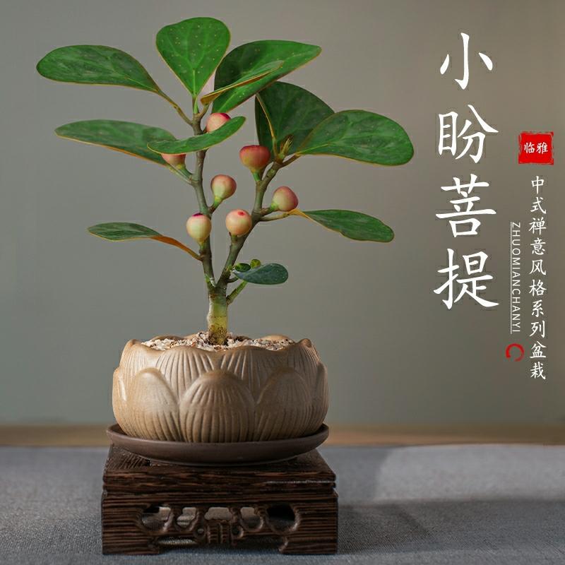 Planta De Bonsai De Árvore Bodhi Com Estilo Zen Para Interior – Ideal Para Mesa, Sala De Estar E Escritório, Fácil De Cuidar E Perfeita Para Todas As Estações.  |   Muda Muda Muda