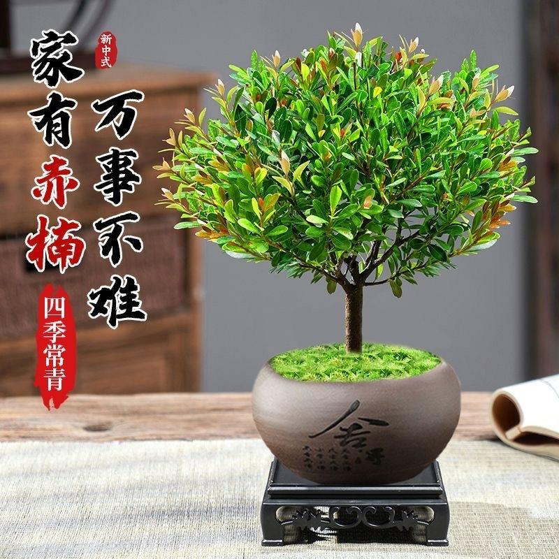 Planta De Bonsai De Cerâmica De Pequeno Folhagem, Fácil De Cuidar, Sempre Verde, Ideal Para Interiores E Salas De Estar, Com Aroma Fresco De Pimenta E Bambu.  |   Muda Muda Muda