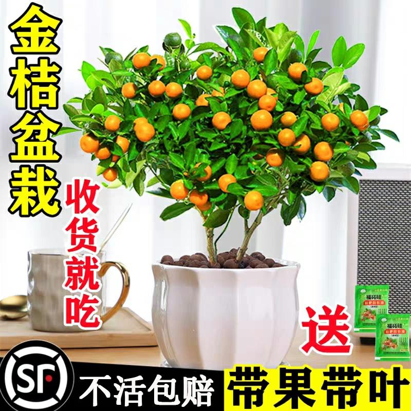 Planta De Bonsai De Laranja Kumquat De Quatro Estações, Com Frutas Comestíveis, Planta De Atração De Riqueza Para A Sala De Estar, Ideal Para Ambientes Internos E Externos, Mini Laranjeira, Flores De Ano Novo.  |   Muda Muda Muda