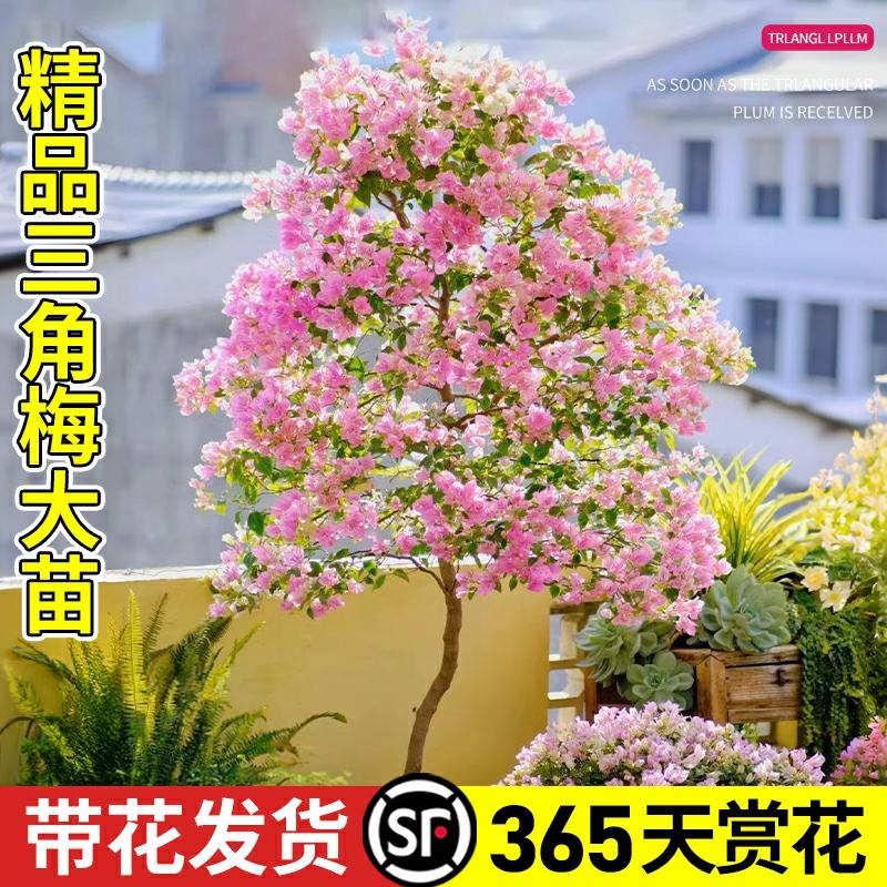 Planta De Bougainvillea Em Vaso, Muda De Árvore Com Flores, Planta Verde Valiosa Que Floresce Durante Todo O Ano, Ideal Para Interiores E Varandas, Trepadeira Com Flores Frescas E Resistente Ao Frio.  |   Muda Muda Muda