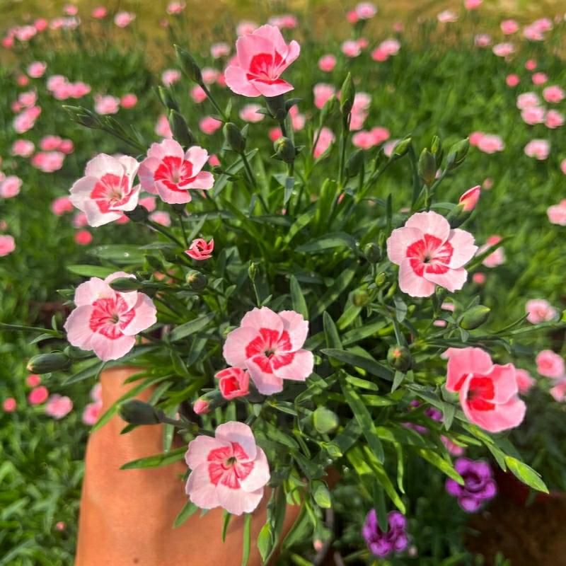 Planta De Dianthus, Beijo Inicial, Torta De Pêssego De Dianthus, Florescimento Perene, Gramado, Paisagismo De Jardim, Resistente Ao Frio E À Seca.  |   Muda Muda Muda