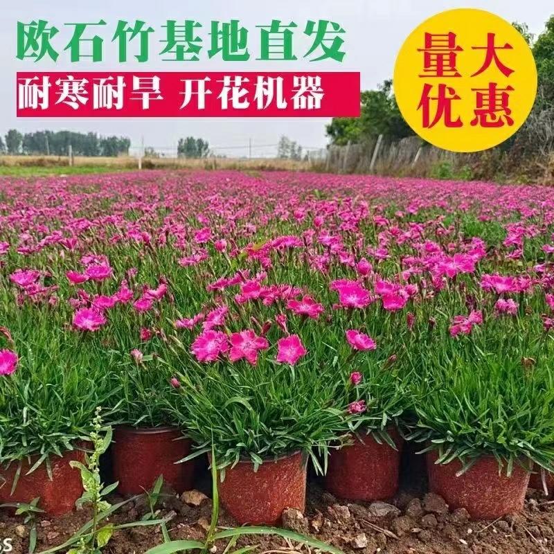 Planta De Dianthus Chinensis ‘Pink Kisses’ Resistente Ao Frio, Sempre Verde, Ideal Para Vasos, Jardins E Paisagismo, Perene.  |   Muda Muda Muda