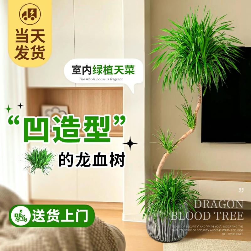 Planta De Interior Dracaena, Árvore Dragão, Grande Vaso De Plantas, Decoração De Sala De Estar, Bonsai De Grande Porte, Planta Verdadeira Para Prosperidade Em Casa.  |   Muda Muda Muda